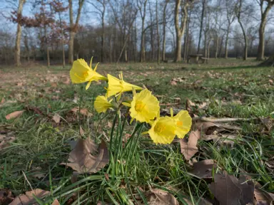 Daffodil bulbocodium yellow flowers in a field.