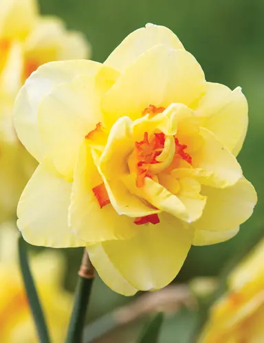 Daffodil 'Double Fashion' yellow flower.
