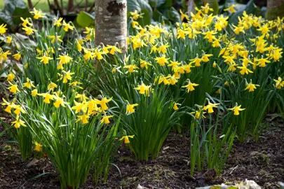 Daffodil February Gold yellow flowers above dark green foliage.