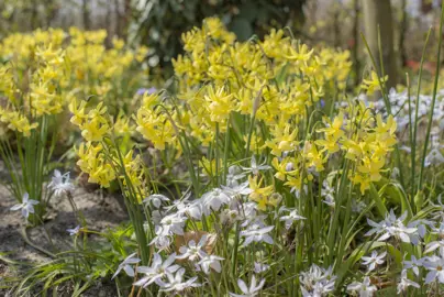 Daffodil Hawera yellow flowers in a field.