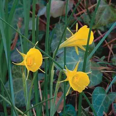 Daffodil 'Hoop Petticoat' yellow flowers.