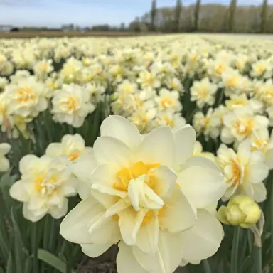Daffodil Manly flower in a field.