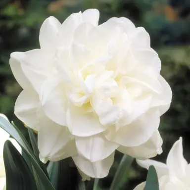 Daffodil 'Obdam' white flower.