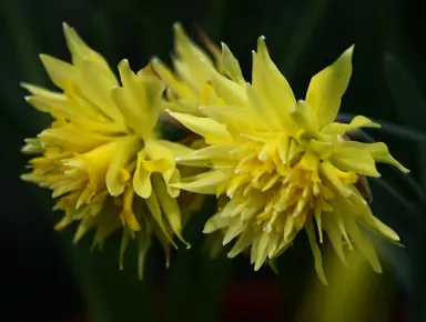 Daffodil 'Rip van Winkle' double yellow flower.