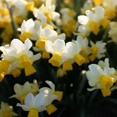 Daffodil Spring Sunshine yellow and white flowers.