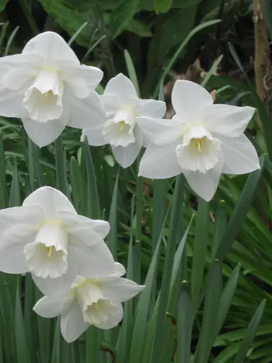 Elegant flowers on Daffodil 'White Dream'.