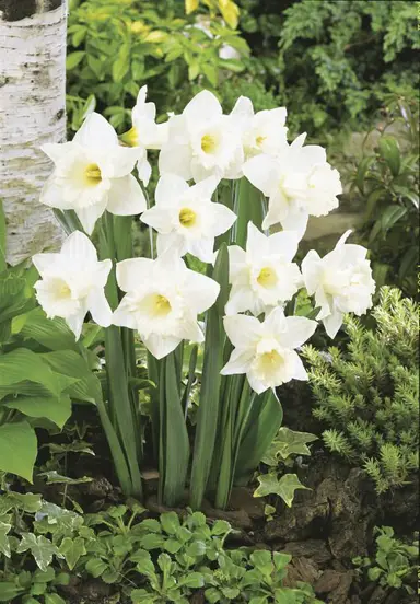 Daffodil 'White Dream' flowers.