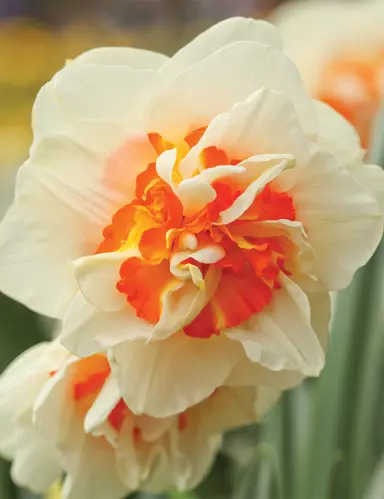 Daffodil 'Madison' flower.