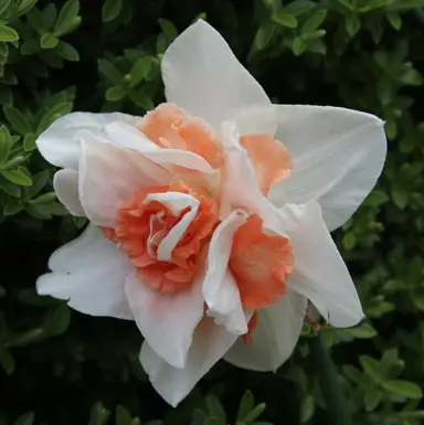 Daffodil 'Replete' flower.