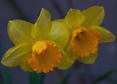 Yellow daffodil flowers.