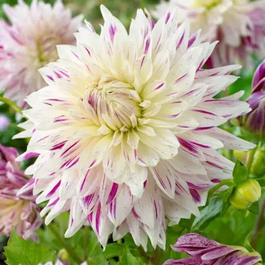 dahlia-avignon-