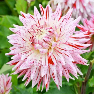 dahlia-avignon-1