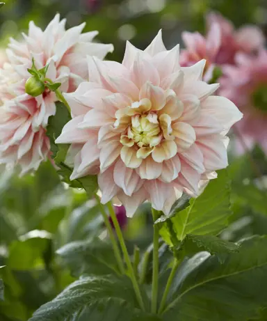 Dahlia 'Break Out' stunning, pastel-pink flowers.