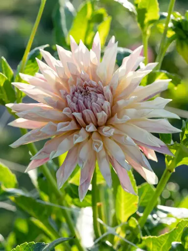 Dahlia 'Café de Paris' plant with stunning, light brown flowers amidst mid-green foliage.