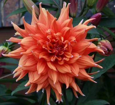 dahlia-colour-spectacle-1