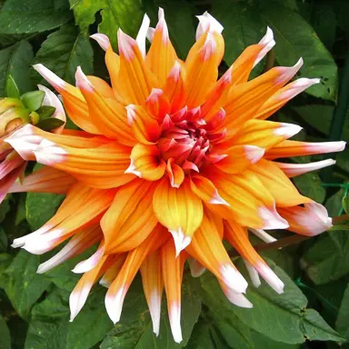 dahlia-colour-spectacle-2