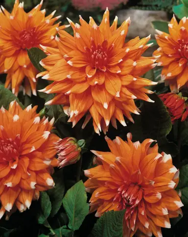 dahlia-colour-spectacle-3