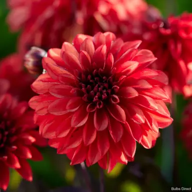 Dahlia 'Cool Flame' stunning red flower.