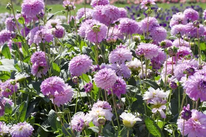 dahlia-dianas-memory-