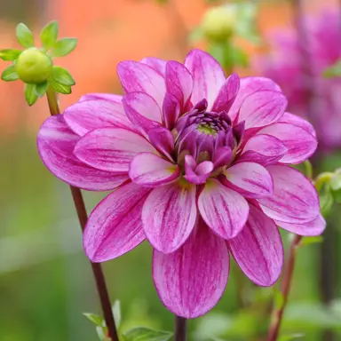 dahlia-dianas-memory-1
