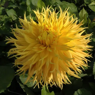 dahlia-encore-