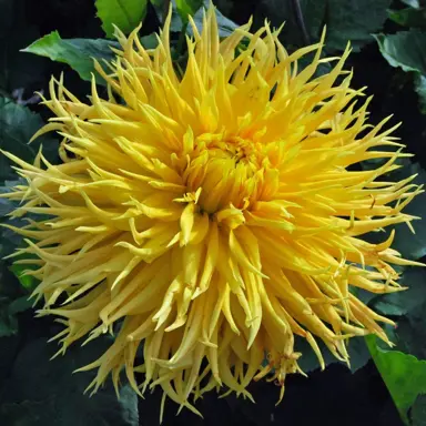 dahlia-encore-1