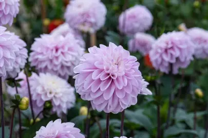 Dahlia 'Espacio' plants with lovely, light pink flowers above dark green foliage.