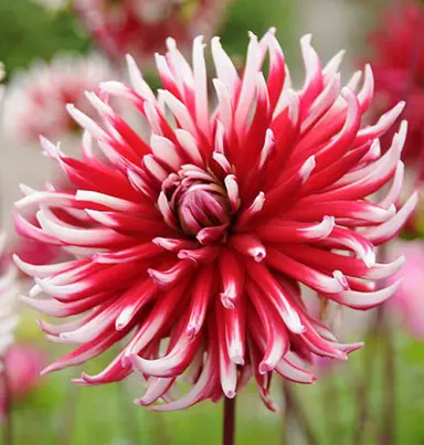 dahlia-friquolet-