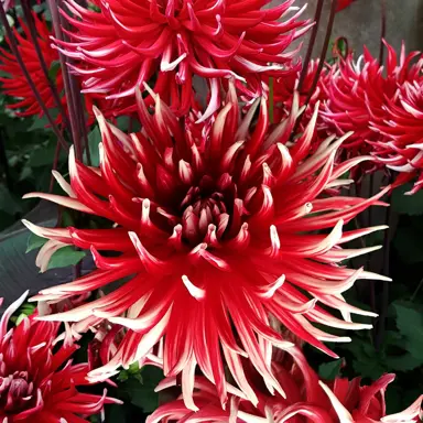 dahlia-friquolet-1