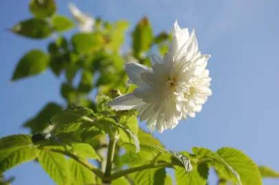 Dahlia imperialis 'Double White' stunning white flowers above lush, green foliage.