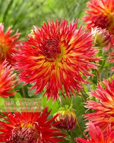 dahlia-karen-1