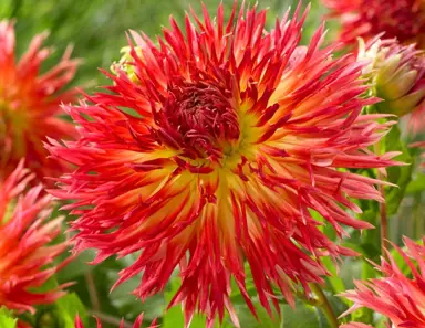 dahlia-karen-plant-