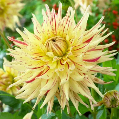 dahlia-mercator-