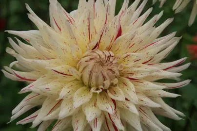dahlia-mercator-2