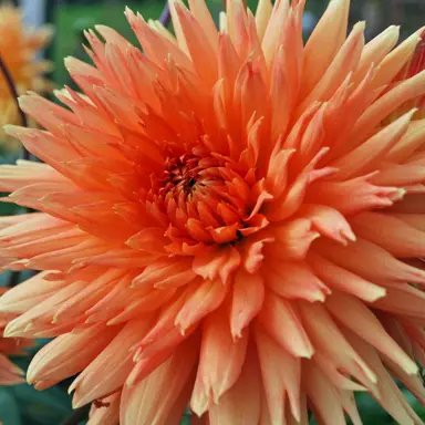 dahlia-mevrouw-clement-andries-