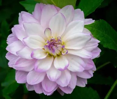 Dahlia 'Mikayla Miranda' stunning purple and white flower.