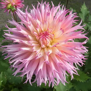 dahlia-nenekazi-