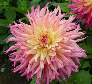 dahlia-nenekazi-2