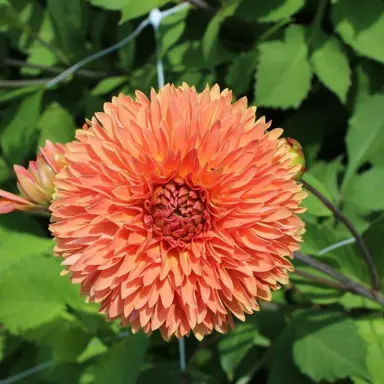 dahlia-orange-impact-