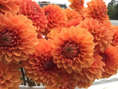dahlia-orange-impact-1