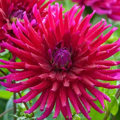 dahlia-orfeo-