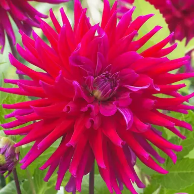 dahlia-orfeo-1
