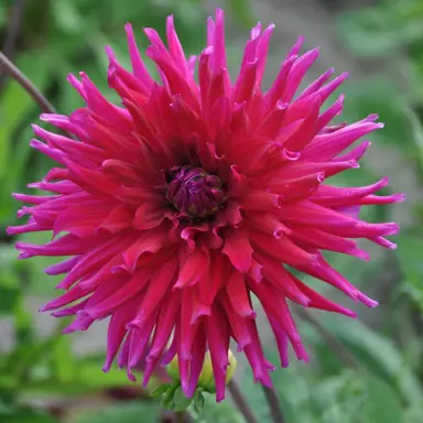 dahlia-orfeo-2