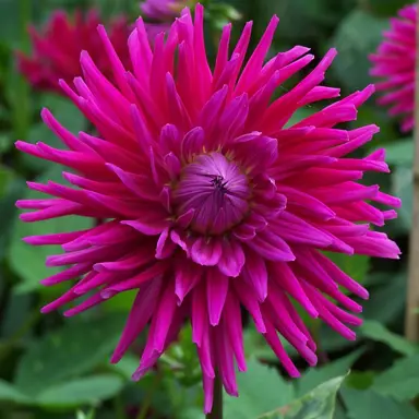 dahlia-orfeo-3