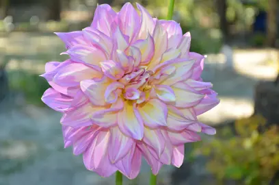 Dahlia 'Strawberry Ice' stunning pink and cream flower.