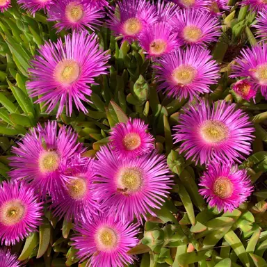 Delosperma 'Candystone' plant featuring showy, pink flowers.
