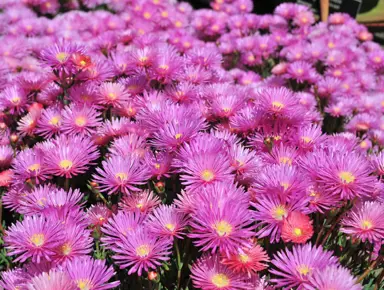 Delosperma cooperi 'Pink' stunning pink flowers.