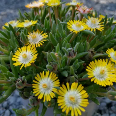 Delosperma cooperi 'Yellow' plant with yellow flowers above lush, green leaves.