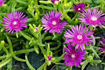 Delosperma cooperi plant with pink flowers above fleshy,  green leaves.