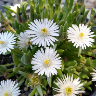 Delosperma 'Delightful White' plant with stunning white flowers above lush, green foliage.
